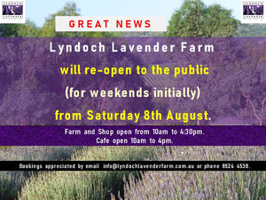 lyndoch lavender farm reopens it gates to the public