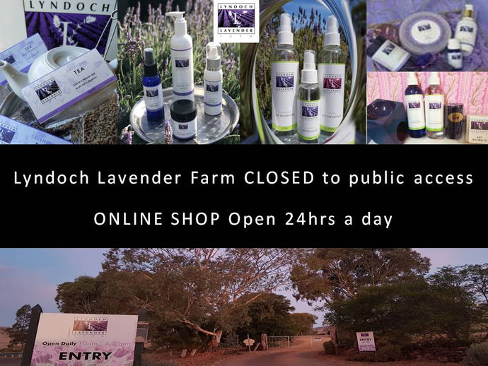 Our Farm Gates are closed as of today but the Online Shop isn't - shop at Lyndoch Lavender Farm